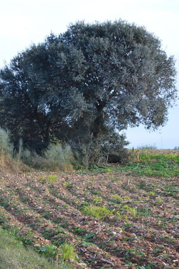 Posada La Reja Malpica de Tajo Екстер'єр фото